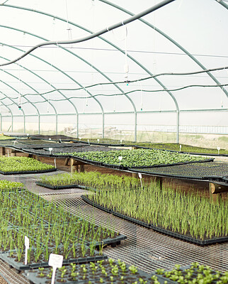 Buy stock photo Sustainable, greenery and plants in greenhouse for growth, nature and eco friendly sprout with harvest. Crops, farm and leaves with fertilizer in environment for natural production with agribusiness.