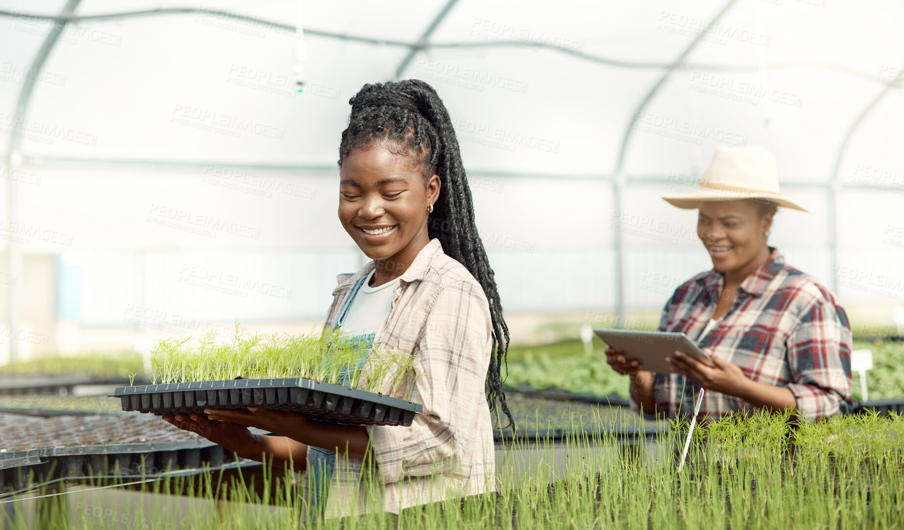 Buy stock photo Greenhouse, tablet and black women with agro business, sustainability and plants for growth. Happy, farming and farmer or team with tray and tech for eco friendly production, inspection or gardening