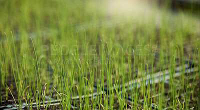 Buy stock photo Sustainable, agro and plants in greenhouse for growth, nature and eco friendly sprout with harvest. Crops, farming and leaves for onion seedlings in environment for natural production in nursery.