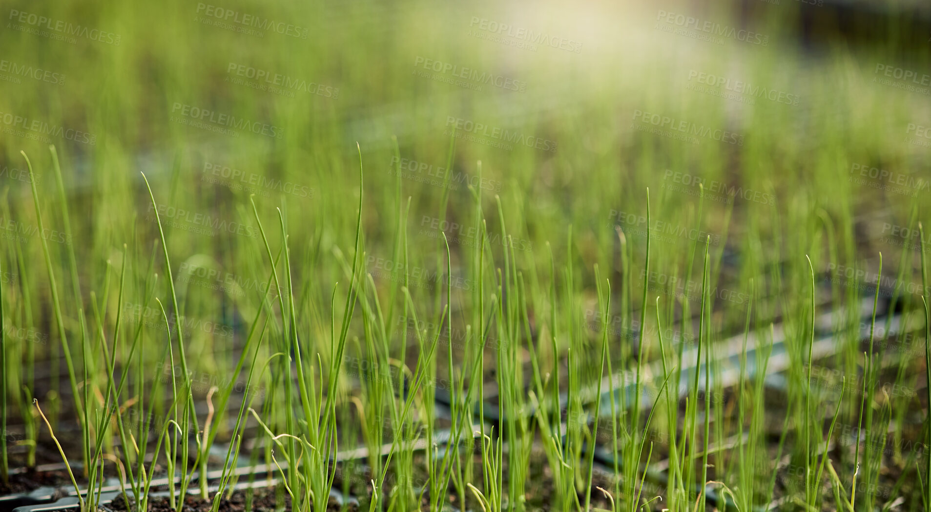 Buy stock photo Sustainable, agro and plants in greenhouse for growth, nature and eco friendly sprout with harvest. Crops, farming and leaves for onion seedlings in environment for natural production in nursery.