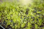 Shot of many individually planted plants growing out of soil on a farm. Cultivate nature, allow it to grow and thrive naturally. Be eco conscious and protect our planet. Take care of the earth