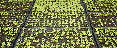 Buy stock photo Sustainable, seedlings and herbs in greenhouse for growth, agriculture and eco friendly banner. Natural crops, farming and leaves with soil in agro nursery for food production with agribusiness