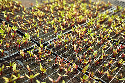 Buy stock photo Sustainable, soil and plants in greenhouse for growth, nature and eco friendly sprout with harvest. Crops, farming and leaves with fertilizer in environment for natural production with agribusiness.