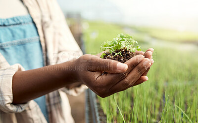 Buy stock photo Hands, plant and person with gardening soil, growth and sustainability for farming business. Greenhouse, fertilizer and farmer with seedling in palm for eco friendly, environment or agriculture