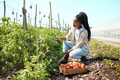 Buy stock photo Tomatoes, box and black woman with farming for harvest, sustainability or agro business. Outdoor, plants and farmer or supplier with organic vegetables, growth and produce basket for agriculture