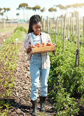 Buy stock photo Farm, sustainable and black woman with tomatoes in tray for agro business, agriculture or growth. Environment, nature and African female person with  of vegetables for outdoor harvest in countryside.