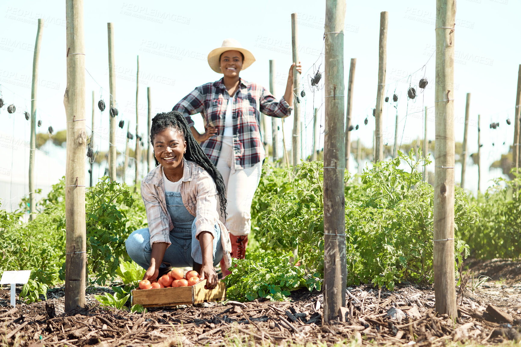 Buy stock photo Portrait, farming and women team for harvest outdoor with plant growth, vegetables or countryside. Happy, people or farmer for agriculture industry, sustainable business and crate for organic tomato