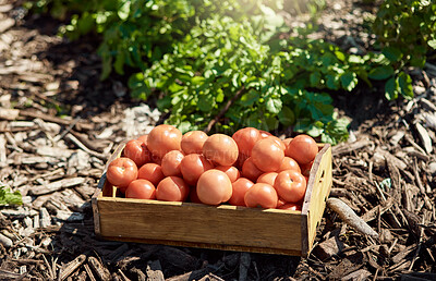 Buy stock photo Crate, tomatoes and farm for produce, sustainability or harvest season with quality. Garden, agriculture and box or basket on floor with fresh vegetables, organic or eco friendly food for market