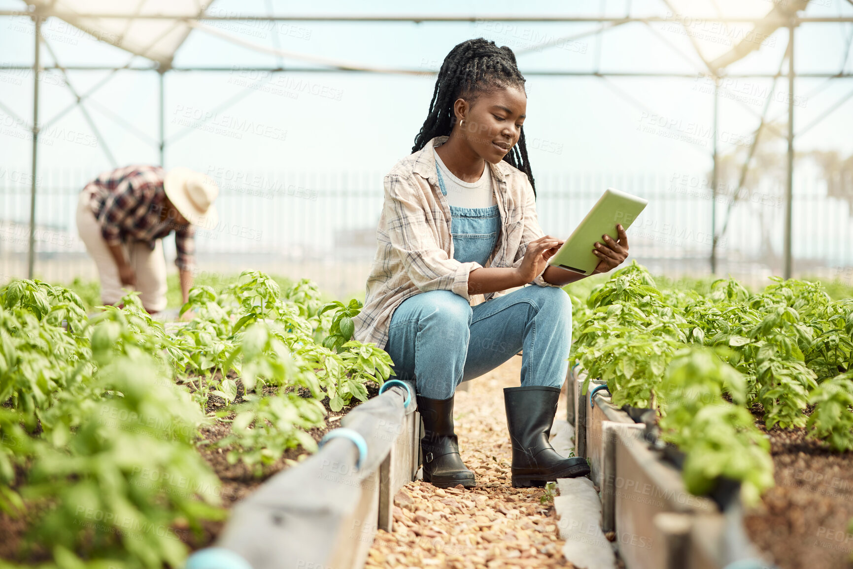 Buy stock photo Review, scroll or black woman in greenhouse with tablet, agro or soil monitoring in crop assessment. Agriculture, digital or farmer with tech, planting schedule or track produce in quality control