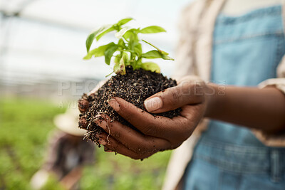 Buy stock photo Hands, dirt and person in greenhouse with plant, growth or sustainability for farming business. Gardening, soil and farmer with seedling in palm for eco friendly, production or agriculture