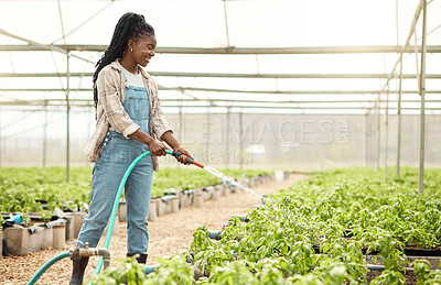 Buy stock photo Farmer, greenhouse and black woman with watering hose for maintenance, growth and soil. Happy, person and plants or leaves for agriculture, sustainable business and pride for eco friendly job