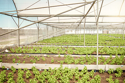 Buy stock photo Agriculture, fertilizer and plants in greenhouse for growth, nature and eco friendly sprout with harvest. Crops, farming and leaves with soil in environment for natural production with sustainability