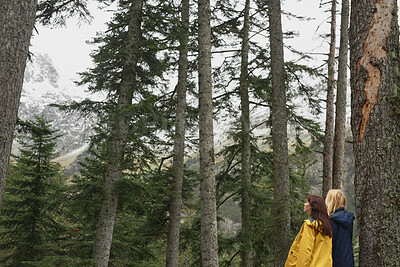 Buy stock photo Friends, hiking and sightseeing in forest with winter holiday, exploration and trees on adventure. Back, people and outdoor in woods with cold climate, bonding together and peace for travel vacation.
