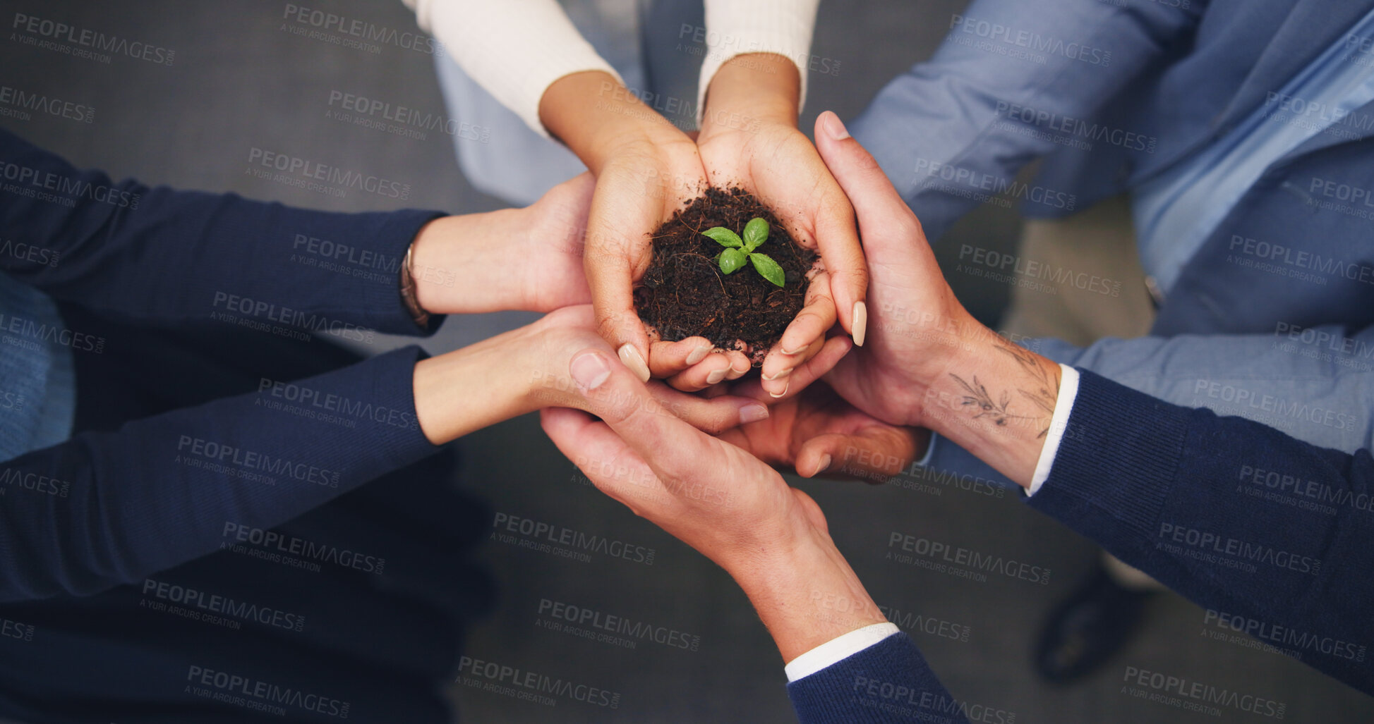 Buy stock photo Hands, soil and business people with plant for natural growth, nurture or development above. Top view, group or employees with sapling, seed or sprout in unity for teamwork, support or progress