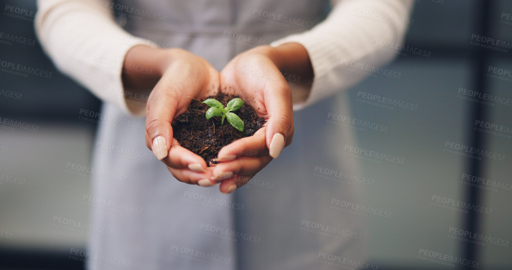 Buy stock photo Woman, hands and plant with soil for natural growth, nurture or eco friendly business in office. Female person, employee or progress with sapling, seed or sprout for conservation or development