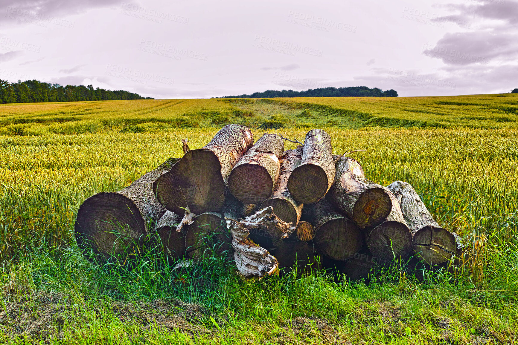 Buy stock photo Nature, timber and wood pile in field for lumber business, manufacturing industry or deforestation. Countryside, stack and logs supply in environment for building material, land clearing and felling