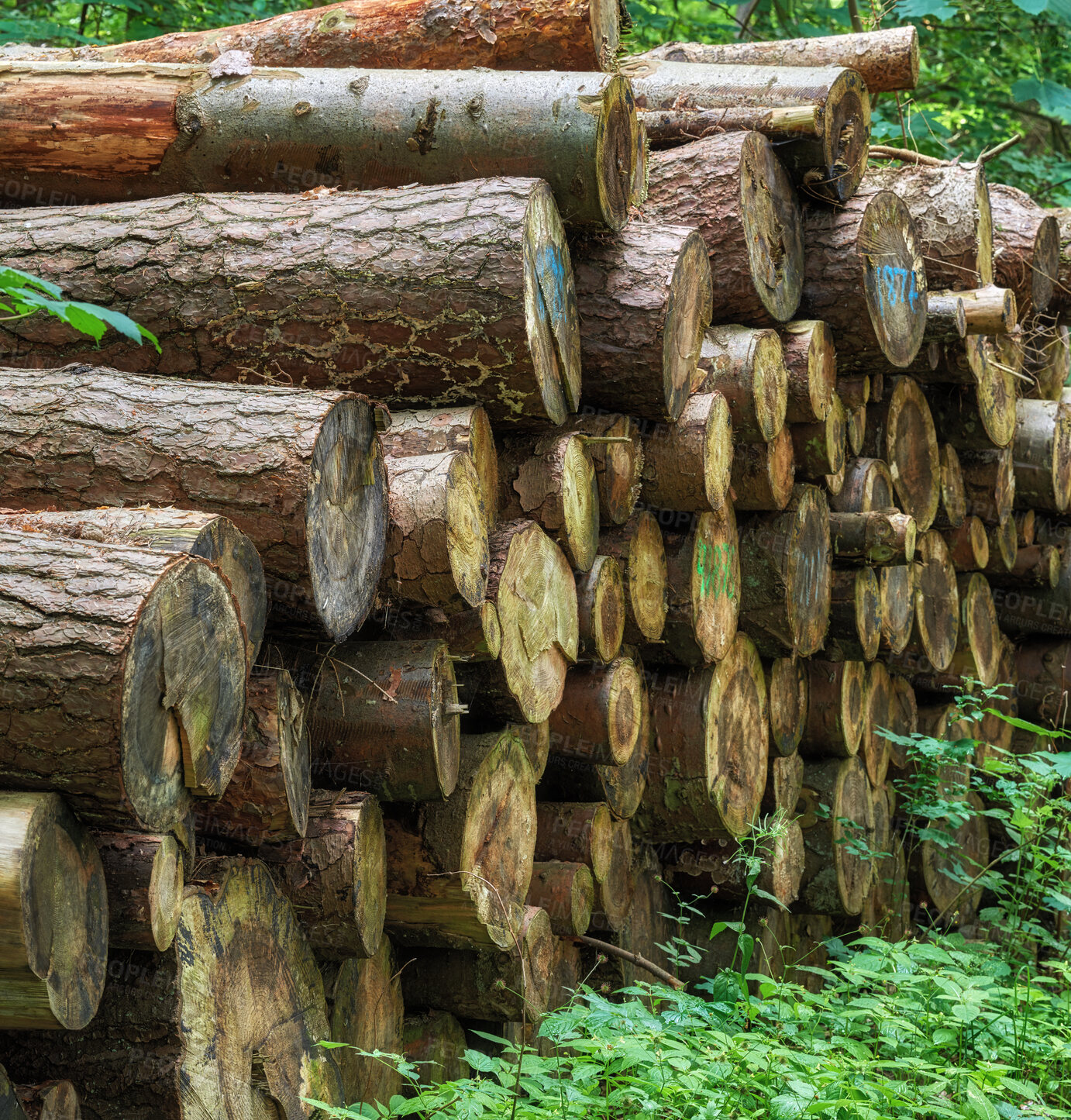 Buy stock photo Trees, trunk and harvest wood in nature for deforestation, forest destruction and natural resources. Woodland, soil erosion and timber removal from environment damage, biodiversity loss and pollution