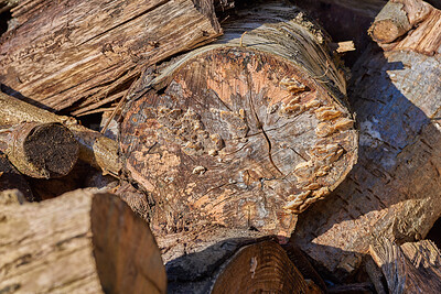 Buy stock photo Trees, trunk and harvest of chopped wood for deforestation, forest destruction and natural resources. Woodland, collection and timber forestry from environment damage, biodiversity loss and pollution