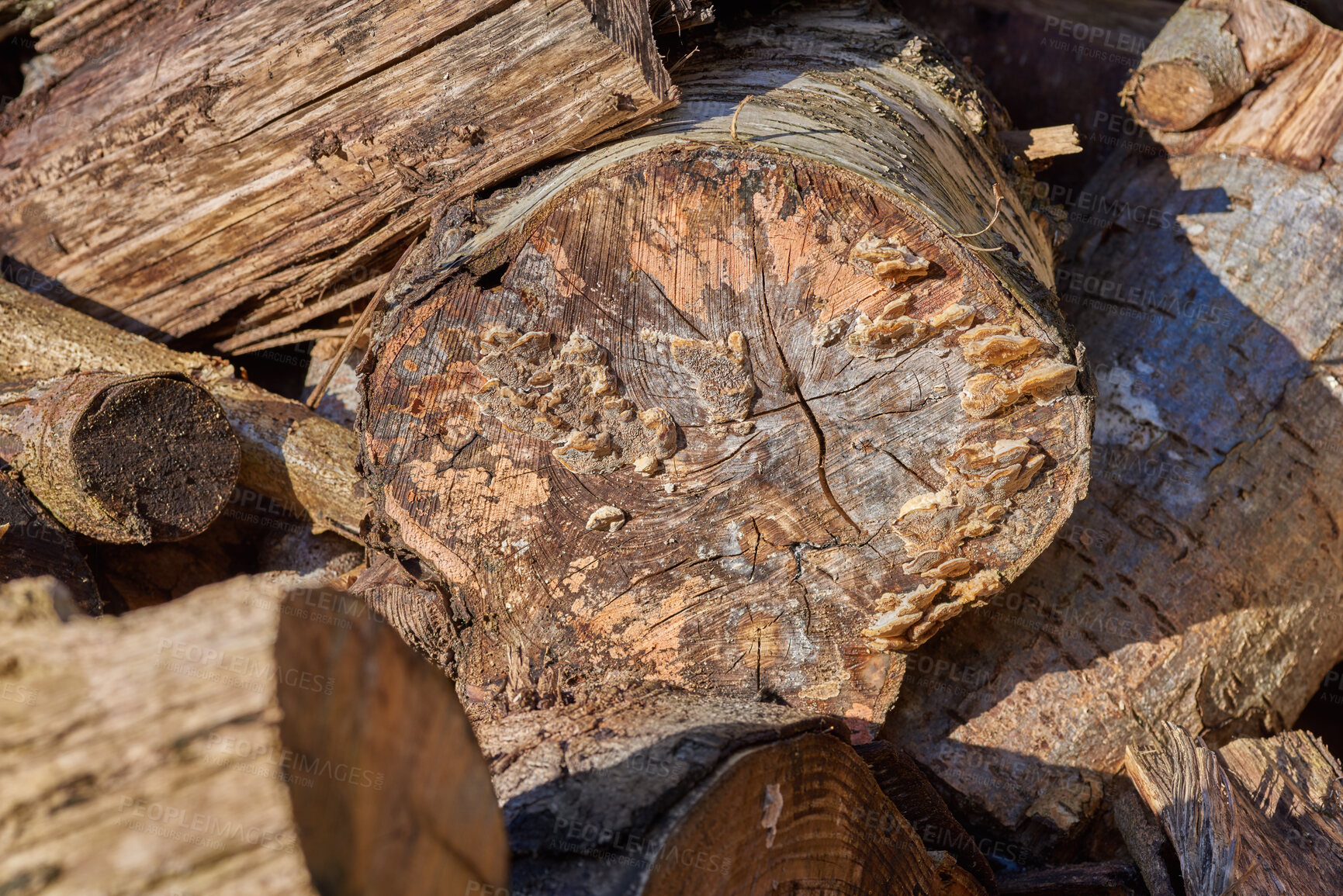 Buy stock photo Trees, trunk and harvest of chopped wood for deforestation, forest destruction and natural resources. Woodland, collection and timber forestry from environment damage, biodiversity loss and pollution