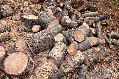Buy stock photo Tree, harvest and chopped wood in nature for deforestation, forest destruction and collection. Woodland, natural resources and timber forestry from environment damage, biodiversity loss and pollution