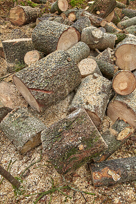Buy stock photo Trees, trunk and chopped wood in nature for deforestation, forest destruction and natural resources. Woodland, soil erosion and timber harvest from environment damage, biodiversity loss and pollution