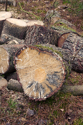 Buy stock photo Wood, pile and timber in woods for forestry, sustainable business or ecology for logging awareness. Lumber, logs or firewood for deforestation, habitat destruction or forest industry with hardwood