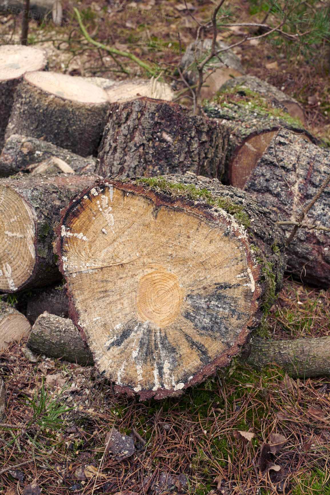 Buy stock photo Wood, pile and timber in woods for forestry, sustainable business or ecology for logging awareness. Lumber, logs or firewood for deforestation, habitat destruction or forest industry with hardwood