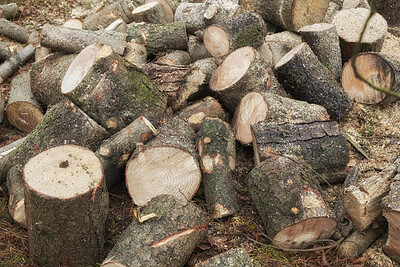 Buy stock photo Wood, harvest and lumber in woods for forestry, sustainable business or ecology for logging awareness. Timber, logs or firewood for deforestation, habitat destruction or forest industry with hardwood