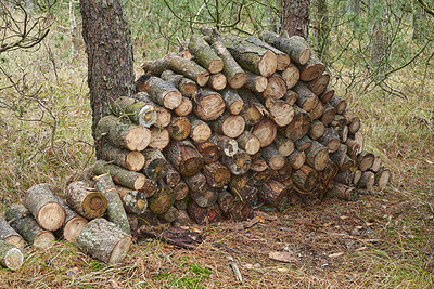Buy stock photo Wood, stack and lumber in woods for forestry, sustainable business or ecology for logging awareness. Timber, logs or firewood for deforestation, habitat destruction or forest industry with hardwood