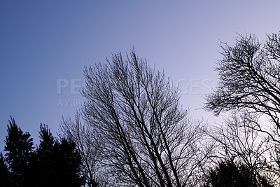 Buy stock photo Outdoor, morning and sustainability of trees in woods, color change and shed in natural environment. Forest, fresh air and texture of plants in nature, autumn season and peaceful scenery at park
