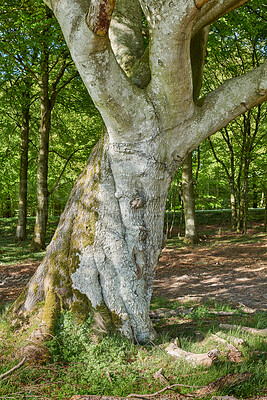 Buy stock photo Nature, tree and trunk with foliage in forest for carbon storage, woodland habitat and ecosystem. Sustainability,  woods and moss on bark in natural environment for biodiversity, ecology and growth