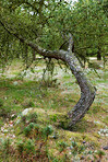 Trees of all types and seasons. A  beautiful world of differences
