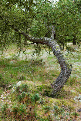 Buy stock photo Outdoor, grass and tree in forest for earth conservation, sustainability or landscape. Spring, nature and bark with plants for eco friendly environment with lawn, leaves and greenery in countryside.