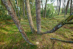 Trees of all types and seasons. A  beautiful world of differences