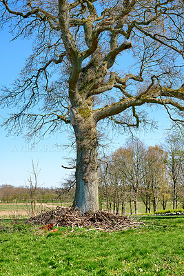 Buy stock photo Nature, blue sky and tree outdoor in forest for earth conservation, sustainability or landscape. Spring, grass and  bark for eco friendly environment with lawn, leaves and greenery in countryside.