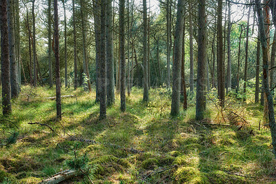 Buy stock photo Nature, grass and bark outdoor in forest for earth conservation, sustainability or landscape. Spring, natural and trees for eco friendly environment with lawn, leaves and greenery in countryside.