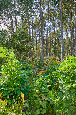 Buy stock photo Plants, trees and landscape of forest in nature for natural habitat, conservation and biodiversity. Ecosystem, woods and green foliage in environment for sustainability, vegetation growth and ecology