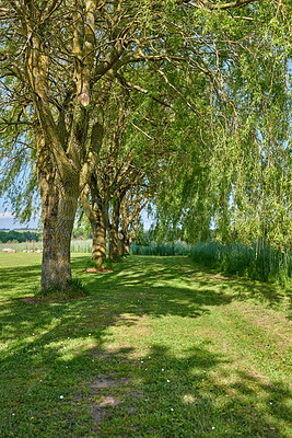 Buy stock photo Conservation, summer or trees in nature with grass growth, habitat or branch in ecology. Botanical, shade or plants with trunk development, natural landscape or greenery in outdoor environment.