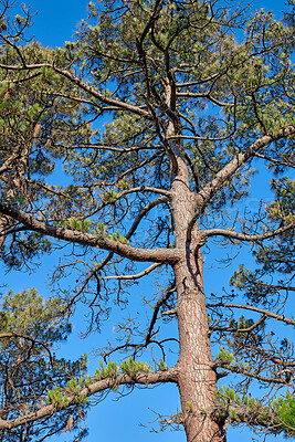 Buy stock photo Tree, branches or natural growth with leaves or blue sky in nature of outdoor wilderness below. Low angle, empty or trunk with greenery, bark or ecology of eco friendly environment in forest or woods