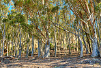 Trees of all types and seasons. A  beautiful world of differences