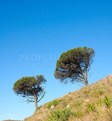 Buy stock photo Nature, blue sky and trees in woods by grass for earth conservation, sustainability or landscape. Spring, natural and  bark for eco friendly environment with lawn, leaves and greenery in countryside.