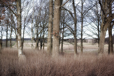 Buy stock photo Nature, sky and trees outdoor in forest for earth conservation, sustainability or landscape. Spring, natural and  bark for eco friendly environment with lawn, leaves and greenery in countryside.