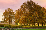 Trees of all types and seasons. A  beautiful world of differences