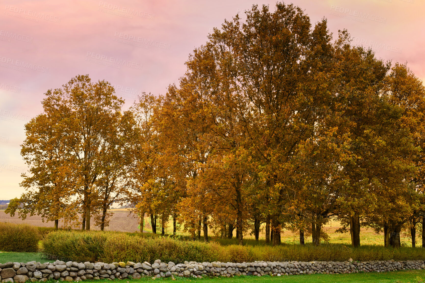 Buy stock photo Nature, sunset and trees in woods by grass for earth conservation, sustainability or landscape. Spring, natural and  bark for eco friendly environment with lawn, leaves and greenery in countryside.
