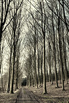 Trees of all types and seasons. A  beautiful world of differences