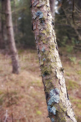 Buy stock photo Tree, forest and moss with mold in nature for seasonal change, moisture or humidity in wilderness. Empty, bark and fungus with natural growth of weathered texture for outdoor decay, lichens or algae