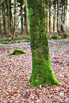 Trees of all types and seasons. A  beautiful world of differences