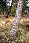Trees of all types and seasons. A  beautiful world of differences