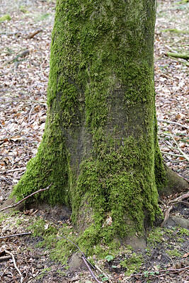 Buy stock photo Tree, forest and moss with fungus in nature for seasonal change, moisture or humidity in wilderness. Empty, bark and mold with natural growth of weathered texture for outdoor decay, lichens or algae