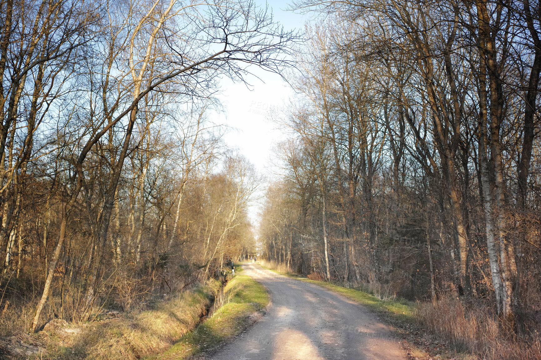 Buy stock photo Travel, empty or trees in forest with road, deserted area or pathway with woodland scenery. Tourism, flare or trail outdoor with branches, natural landscape or gravel walkway in rural environment.